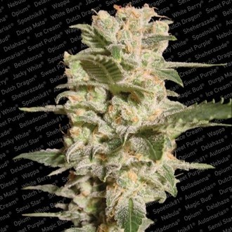 Belladonna (Paradise Seeds) Feminisoidut