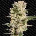 Belladonna (Paradise Seeds) Feminisoidut