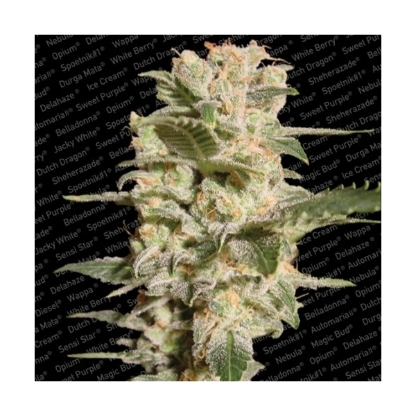 Belladonna (Paradise Seeds) Feminisoidut