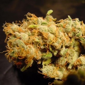 Belladonna (Paradise Seeds) Feminisoidut