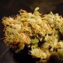 Belladonna (Paradise Seeds) Feminisoidut