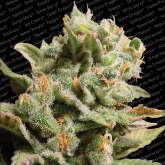 Dutch Dragon (Paradise Seeds) feminisoidut