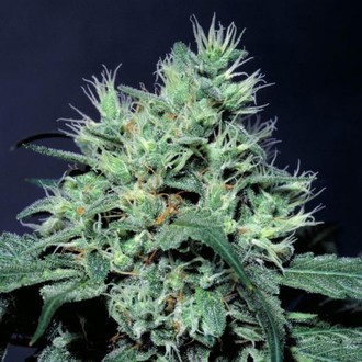 Dutch Dragon (Paradise Seeds) femini<span class="notranslate">so</span>idut kannabiksen siemenet