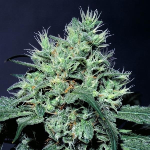 Dutch Dragon (Paradise Seeds) femini<span class="notranslate">so</span>idut kannabiksen siemenet