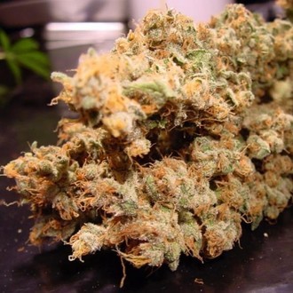 Dutch Dragon (Paradise Seeds) femini<span class="notranslate">so</span>idut kannabiksen siemenet