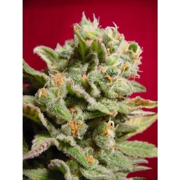 Dutch Dragon (Paradise Seeds) femini<span class="notranslate">so</span>idut kannabiksen siemenet