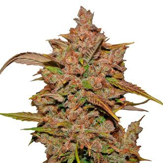 Crystal Meth Auto (FastBuds) Feminisoidut