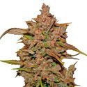 Crystal Meth Auto (FastBuds) Feminisoidut
