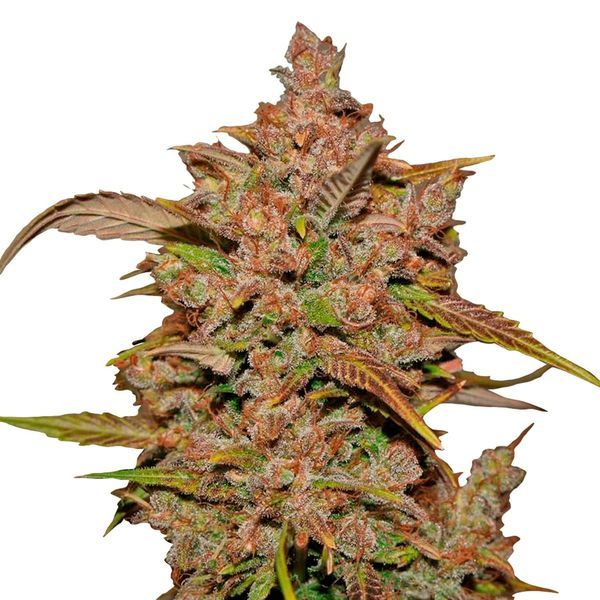 Crystal Meth Auto (FastBuds) Feminisoidut