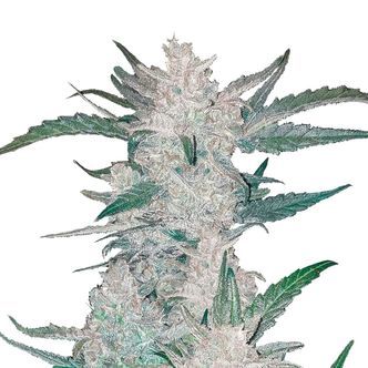 Mexican Airlines Auto (FastBuds) feminisoidut