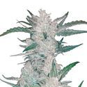 Mexican Airlines Auto (FastBuds) Feminisoidut