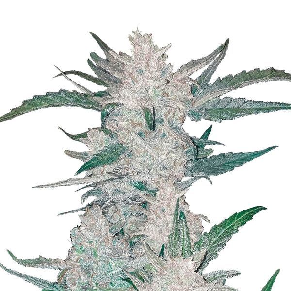 Mexican Airlines Auto (FastBuds) Feminisoidut