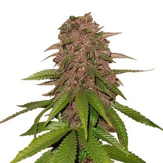 C4 Auto (FastBuds) Feminisoidut