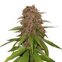 C4 Auto (FastBuds) Feminisoidut