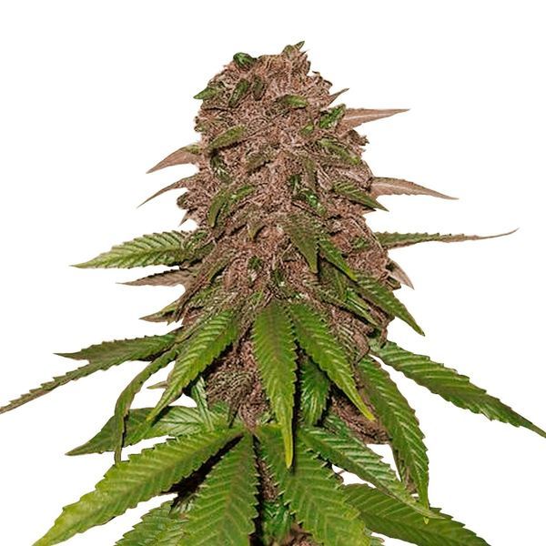 C4 Auto (FastBuds) Feminisoidut