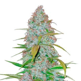 Californian Snow Auto (FastBuds) Feminisoidut