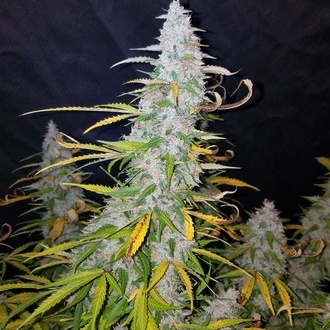 Californian Snow Auto (FastBuds) Feminisoidut