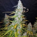Californian Snow Auto (FastBuds) Feminisoidut