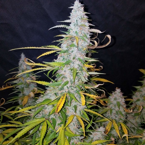 Californian Snow Auto (FastBuds) Feminisoidut