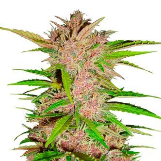 FastBerry Auto (FastBuds) feminisoidut