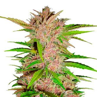 FastBerry Auto (FastBuds) Feminisoidut