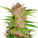 FastBerry Auto (FastBuds) Feminisoidut