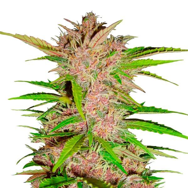 FastBerry Auto (FastBuds) Feminisoidut