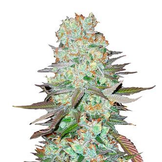 G14 Auto (FastBuds) feminisoidut