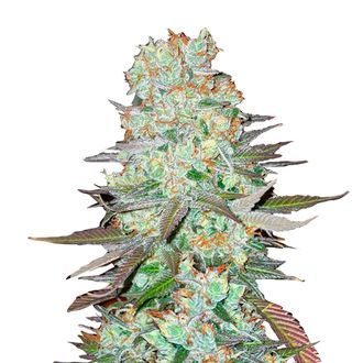 G14 Auto (FastBuds) Feminisoidut