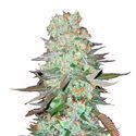 G14 Auto (FastBuds) Feminisoidut