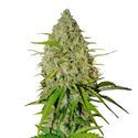 Grapefruit Auto (FastBuds) Feminisoidut