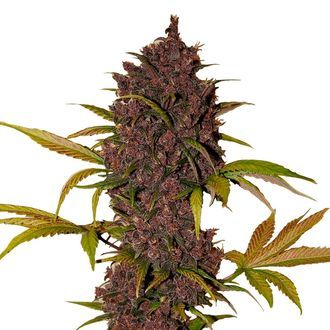 LSD-25 Auto (FastBuds) Feminisoidut