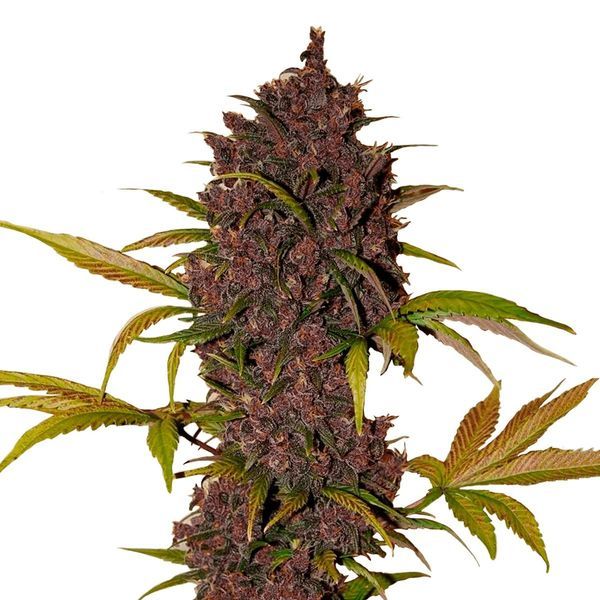 LSD-25 Auto (FastBuds) Feminisoidut