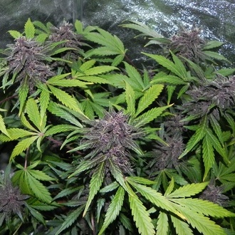 LSD-25 Auto (FastBuds) Feminisoidut