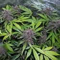 LSD-25 Auto (FastBuds) Feminisoidut