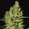 Delahaze (Paradise Seeds) Feminisoidut siemenet