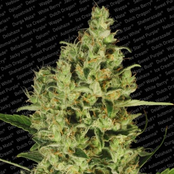 Delahaze (Paradise Seeds) Feminisoidut siemenet