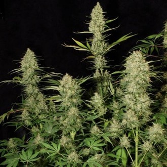 Delahaze (Paradise Seeds) Feminisoidut siemenet