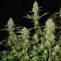 Delahaze (Paradise Seeds) Feminisoidut siemenet