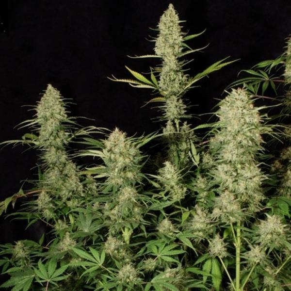 Delahaze (Paradise Seeds) Feminisoidut siemenet