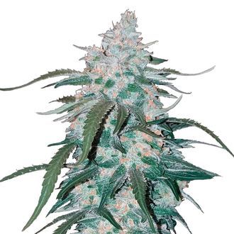 Pineapple Express Auto (FastBuds) Feminisoidut
