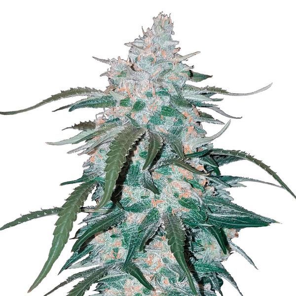 Pineapple Express Auto (FastBuds) Feminisoidut