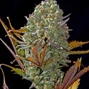 Pineapple Express Auto (FastBuds) Feminisoidut