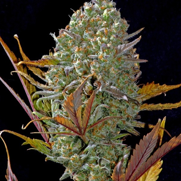 Pineapple Express Auto (FastBuds) Feminisoidut