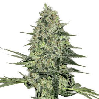 Rhino Ryder Auto (FastBuds) feminisoidut