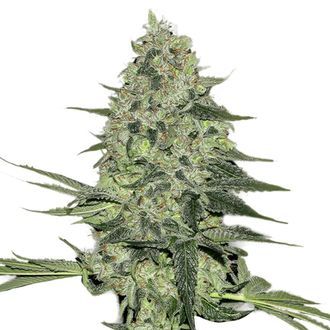 Rhino Ryder Auto (FastBuds) Feminisoidut