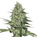 Rhino Ryder Auto (FastBuds) Feminisoidut