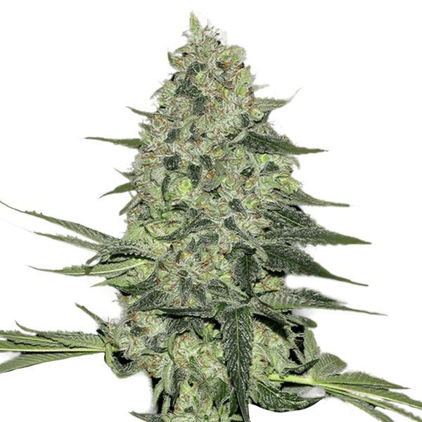 Rhino Ryder Auto (FastBuds) Feminisoidut