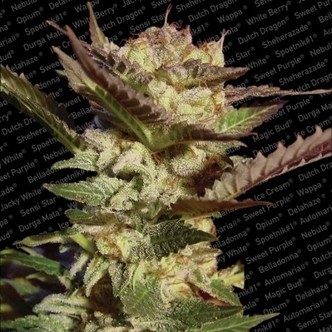 Durga Mata (Paradise Seeds) feminisoidut kannabiksen siemenet
