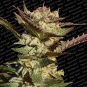 Durga Mata (Paradise Seeds) Feminisoidut
